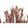 Preserved bell reed branch GR (150g-pacz) -susz..75cm