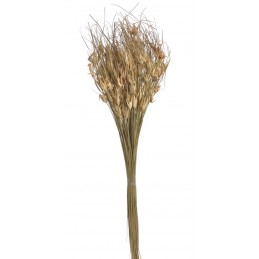 Tulip star..+-70cm...120 g - susz