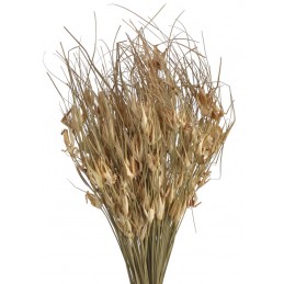 Tulip star..+-70cm...120 g - susz