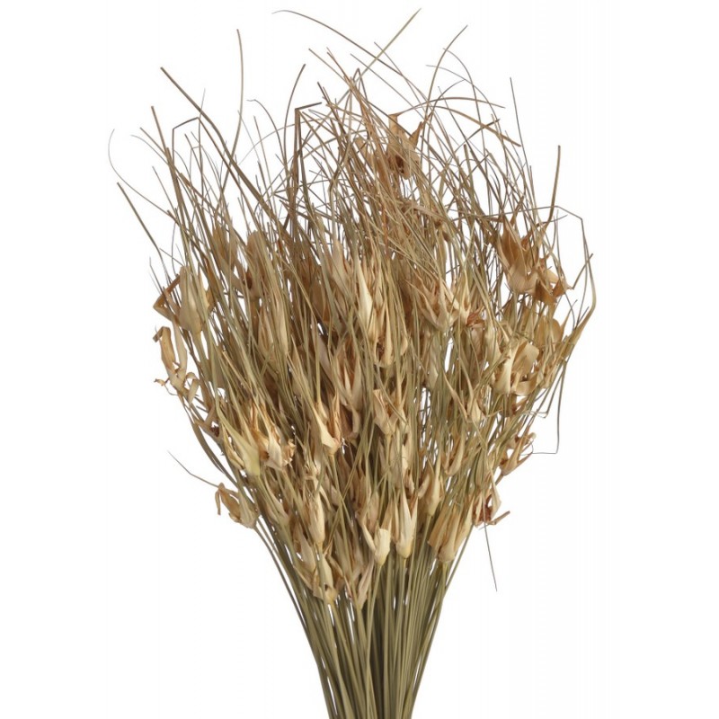 Tulip star..+-70cm...120 g - susz