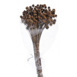 Coroinha paczka100g...55cm - susz