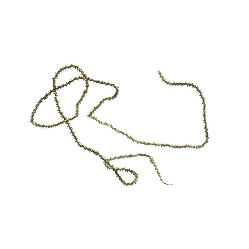 Knotty willow garland_280cm