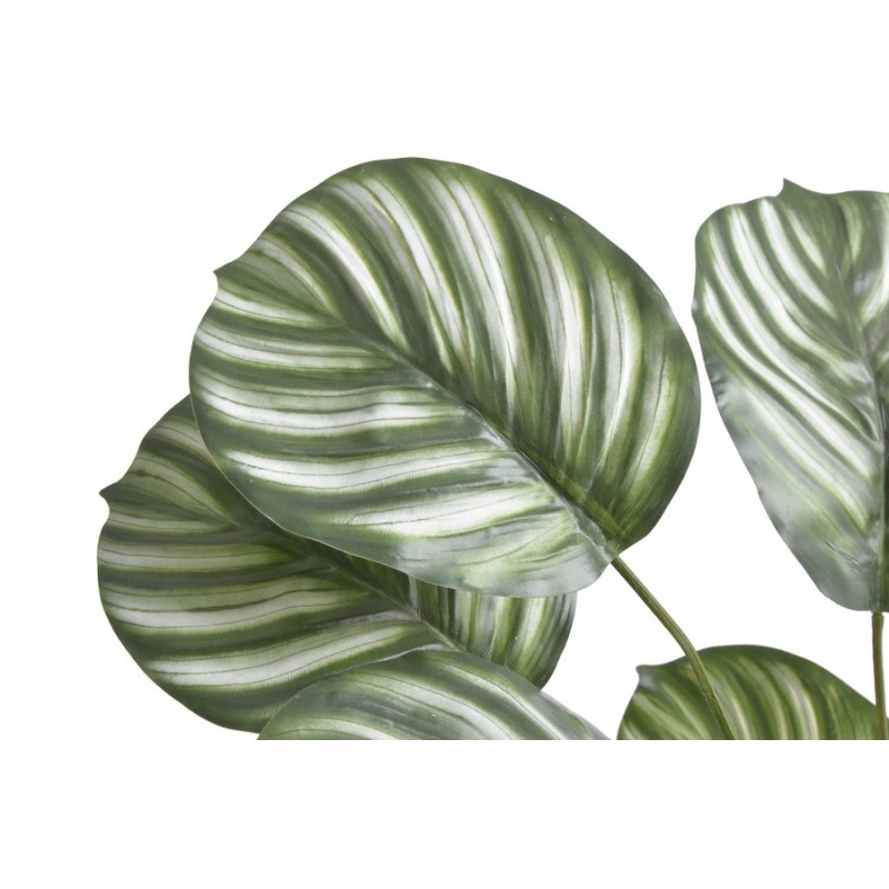 Calathea Orbifolia 55cm z korzeniami