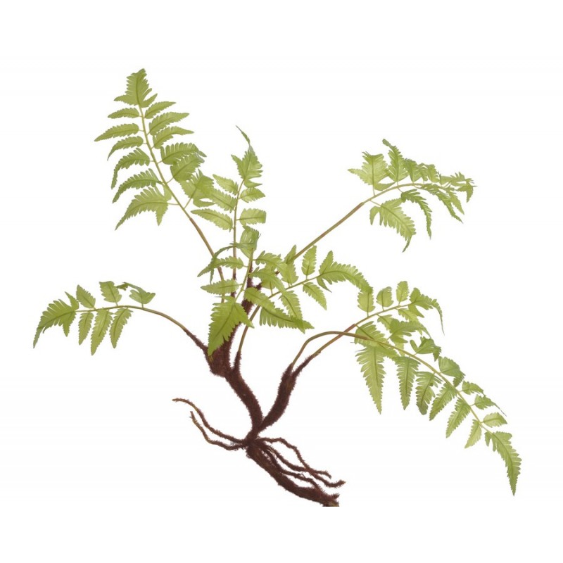 Paproć z korzeniem..65cm