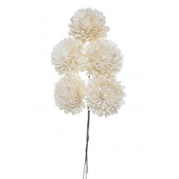 Shola star 8 cm+pik, 5szt-pacz - susz