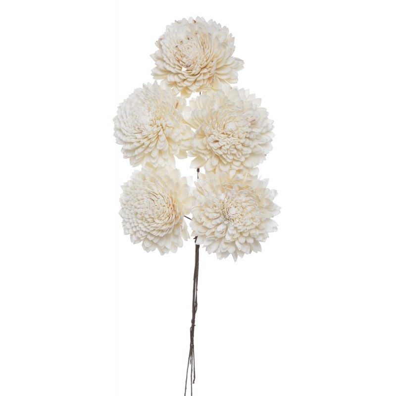 Shola star 8 cm+pik, 5szt-pacz - susz