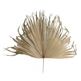 Liść palmowy olbrzymi ok. 130cmH, 2cmW, 147cmL