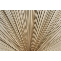 Liść palmowy obcinany olbrzymi ok. 73cmH,3cmW, 40cmL