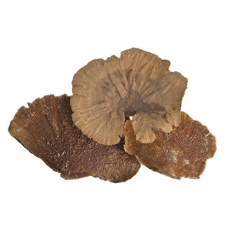 Sponge mushroom big...grzybki suszone HUBA 10 - 20 cm -susz
