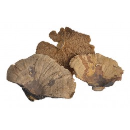 Sponge mushroom big...grzybki suszone HUBA 10 - 20 cm -susz