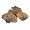 Sponge mushroom big...grzybki suszone HUBA 10 - 20 cm -susz