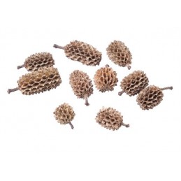 Casurina pods naturalna luz -  susz