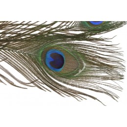 Pawie pióra 25 cm 3szt-paczka