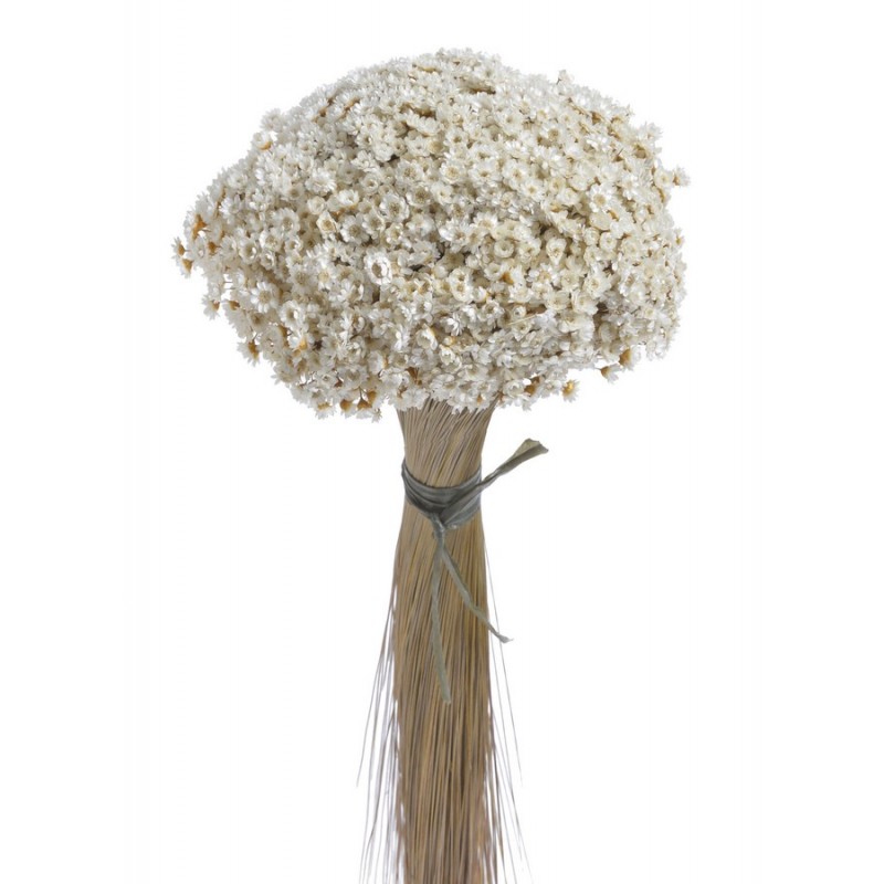 Glixia EXTRA (Brejeira grass) - susz..40cm