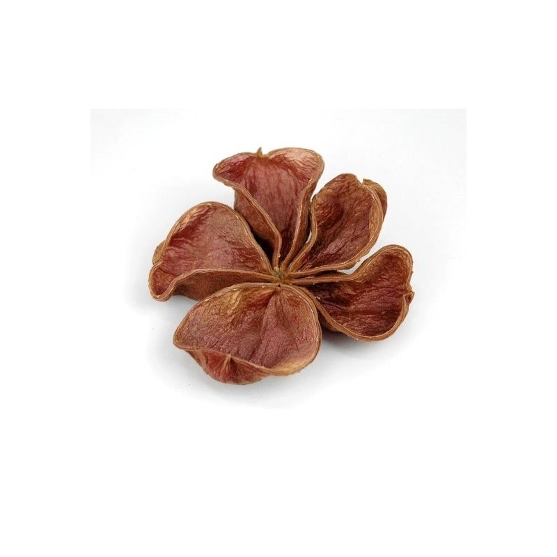 Land lotos pacz -10szt 10-15 cm - susz dekoracyjny