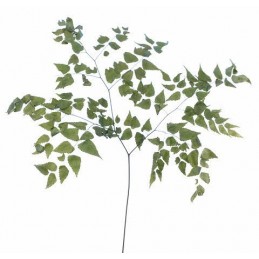 Avencao 70 cm - susz