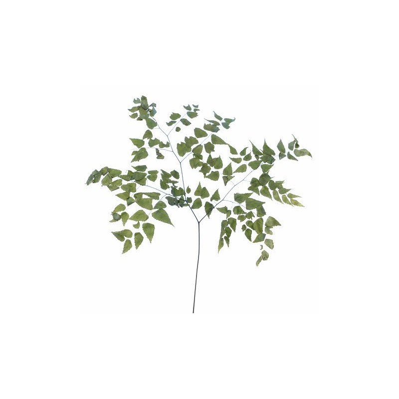 Avencao 70 cm - susz