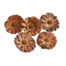 Repens 8-9cm rosette jasna luz - susz dekoracyjny