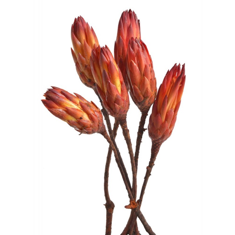 Repens bud red II grade..30-40cm - protea