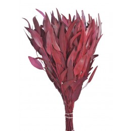 Eukaliptus willow green-red PACZ 150gr..55 cm - susz preparowany