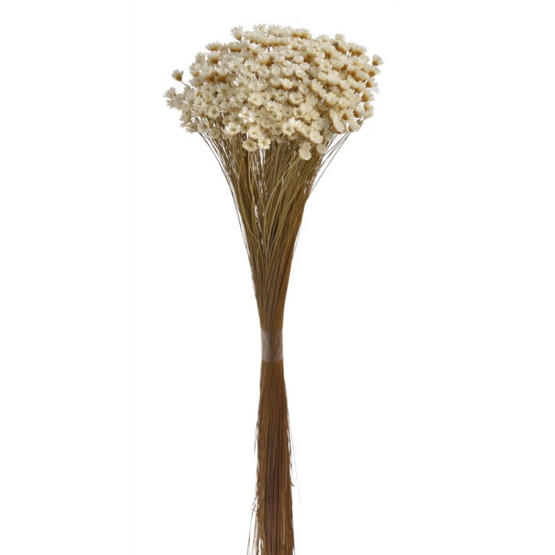 Glixia EXTRA (Brejeira grass) 50g - susz..40cm