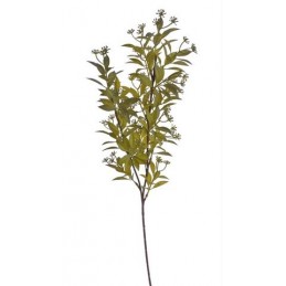 Ruskus z pąkami gałązka..69cm