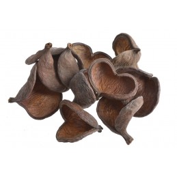 Badam Nut natural 10 cm - LUZ - susz dekoracyjny