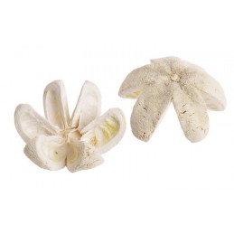 Wild orange wybielany 10szt-pacz..6-7cm - susz dekoracyjny