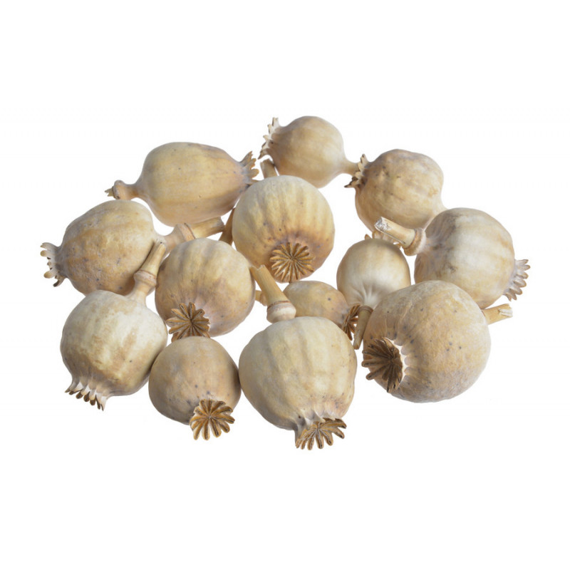 Makówka główka LUZ..1,5-4cm