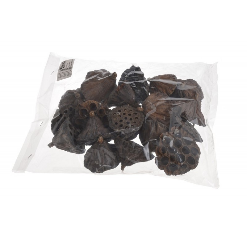 Lotos medium 5-7 cm paczka/20sztuk