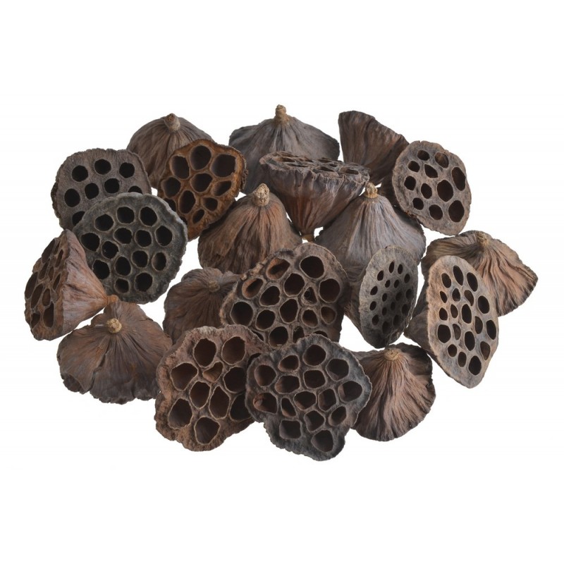 Lotos medium 5-7 cm paczka/20sztuk