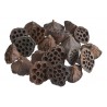 Lotos medium 5-7 cm paczka/20sztuk