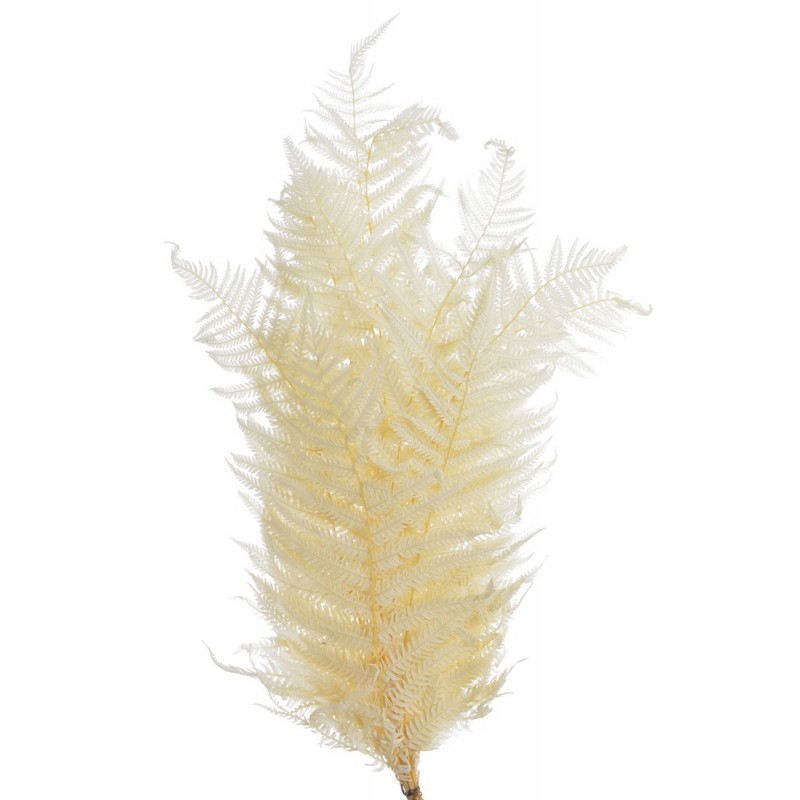 Liść paproci 10szt-paczka - susz preparowany..45-50cm