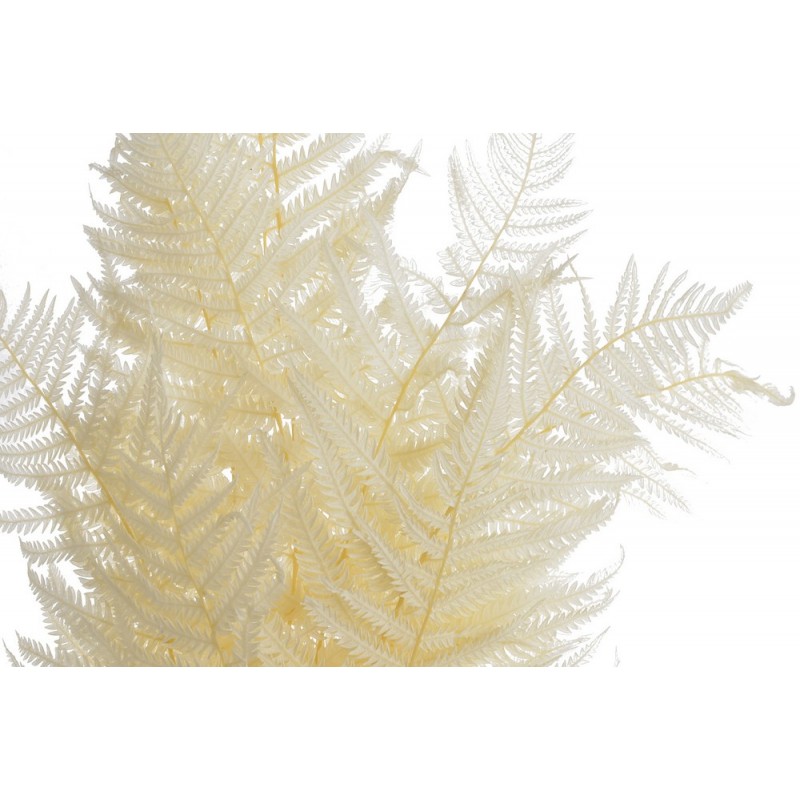 Liść paproci 10szt-paczka - susz preparowany..45-50cm