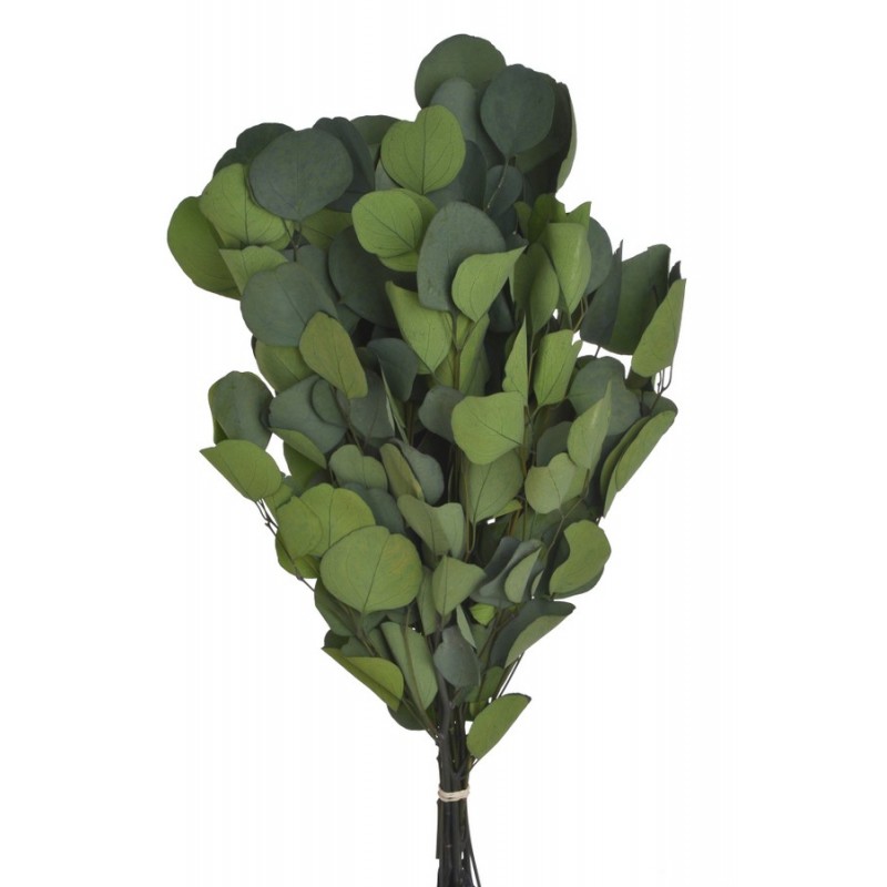 Eukaliptus populus green paczka 150g..55cm