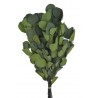 Eukaliptus populus green paczka 150g..55cm