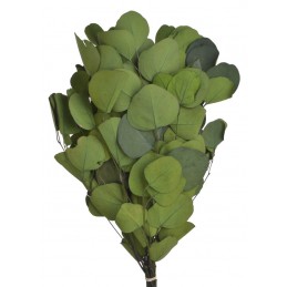 Eukaliptus populus green paczka 150g..55cm
