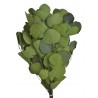 Eukaliptus populus green paczka 150g..55cm