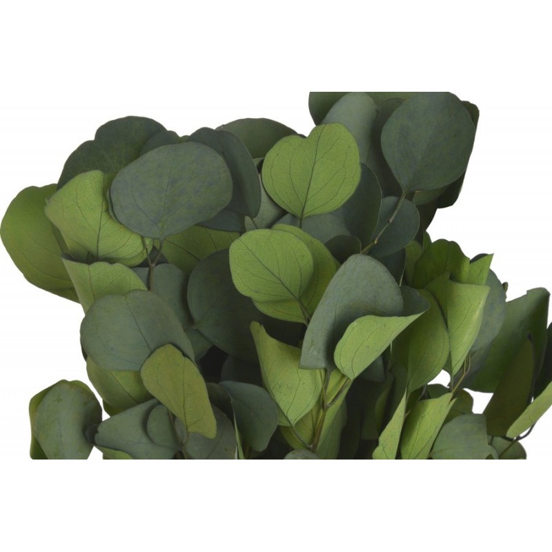 Eukaliptus populus green paczka 150g..55cm