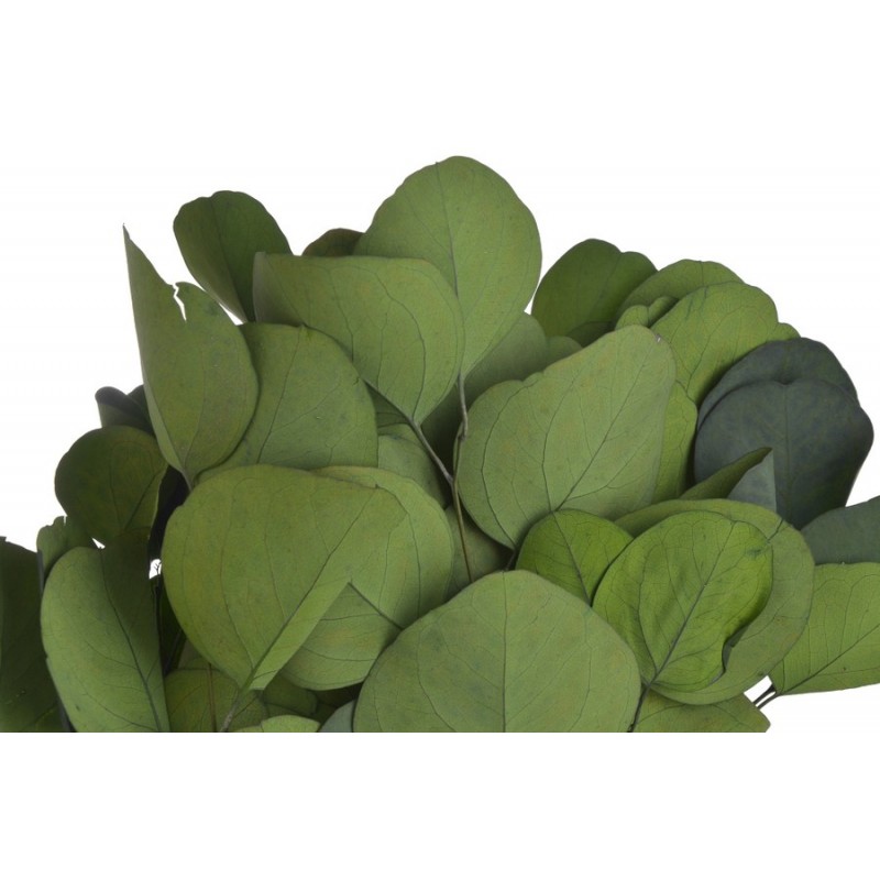 Eukaliptus populus green paczka 150g..55cm