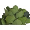 Eukaliptus populus green paczka 150g..55cm
