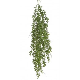 Eukaliptus zwisający..94cm..144-24 pcs.