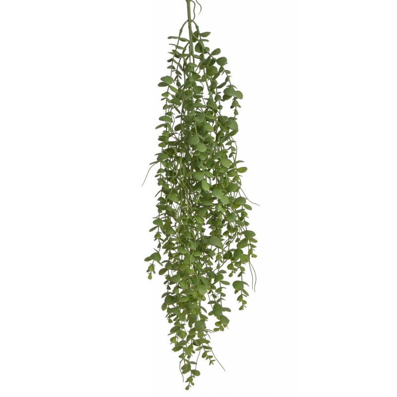 Eukaliptus zwisający..94cm..144-24 pcs.