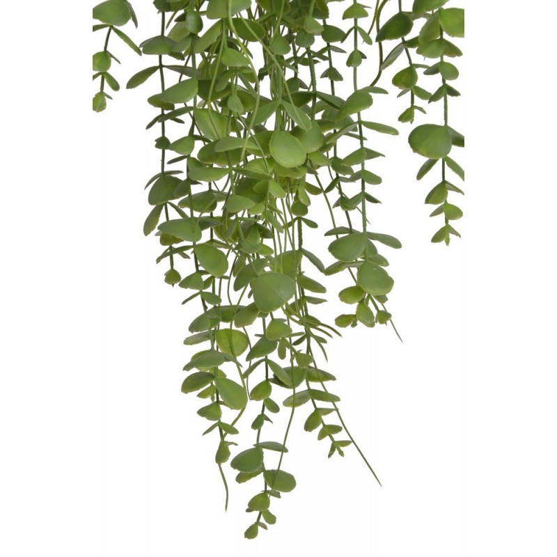 Eukaliptus zwisający..94cm..144-24 pcs.