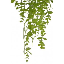 Eukaliptus zwisający..94cm... APPLE GREEN
