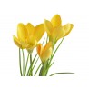 Krokus 2+1..30cm - sztuczna roślina