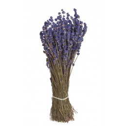 Lavenda short (FR) - suszony kwiat...30cm...66g....LAVENDAR