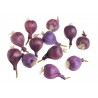 Cebula 12szt-paczka..6cm..384....08 PURPLE - art. dekoracyjny