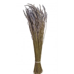Lavenda long - suszony kwiat...55cm..15-1 bags..95g-bag....LAVENDAR