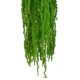 Amaranthus 3szt-pęcz - susz 50-90cm GREEN